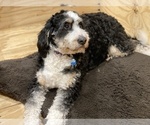 Small Photo #1 Bernedoodle Puppy For Sale in SPRINGFIELD, VA, USA