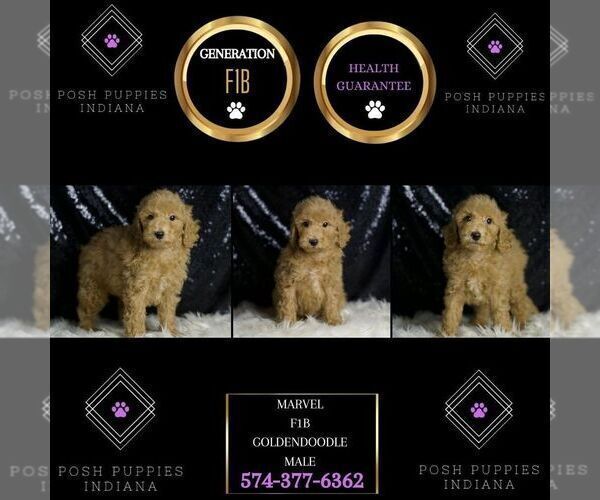 Medium Photo #6 Goldendoodle (Miniature) Puppy For Sale in WARSAW, IN, USA