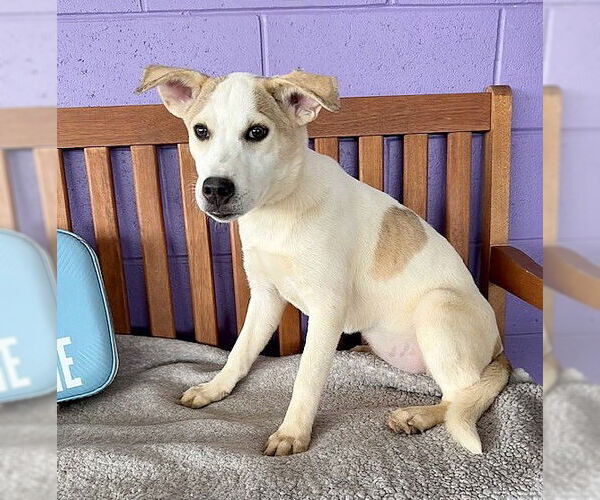 Medium Photo #2 Labrador Retriever-Unknown Mix Puppy For Sale in Genesee, WI, USA