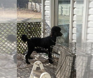 Poodle (Standard) Dogs for adoption in Pacolet, SC, USA