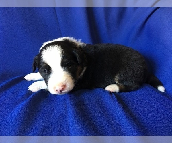 Medium Photo #2 Border Collie Puppy For Sale in MARIPOSA, CA, USA