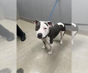 Mutt Dogs for adoption in Las Vegas, NV, USA