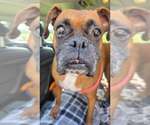Small #5 Boxer