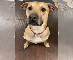 Black Mouth Cur-Unknown Mix Dogs for adoption in Fishers, IN, USA