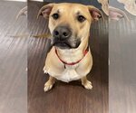 Small Photo #1 Black Mouth Cur-Unknown Mix Puppy For Sale in Fishers, IN, USA