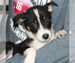 Small Doberman Pinscher Mix
