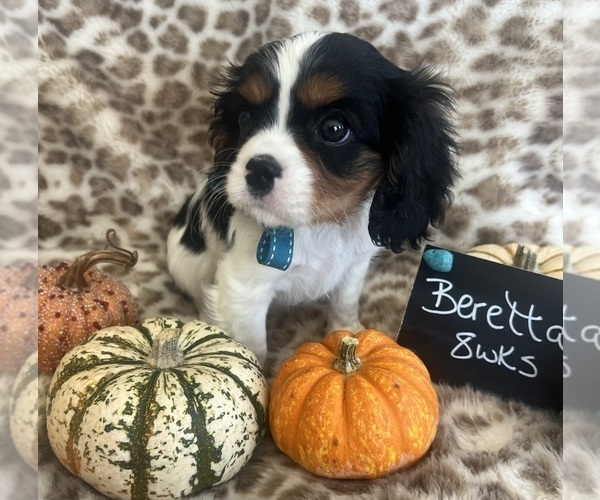Medium Photo #1 Cavalier King Charles Spaniel Puppy For Sale in ABILENE, TX, USA