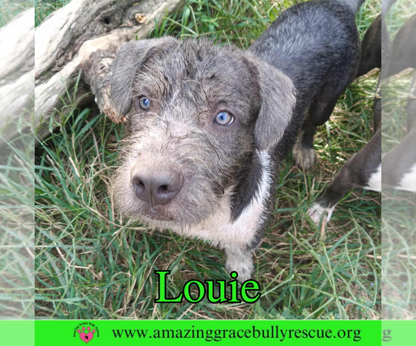 Medium Photo #1 American Bulldog-Unknown Mix Puppy For Sale in Pensacola, FL, USA