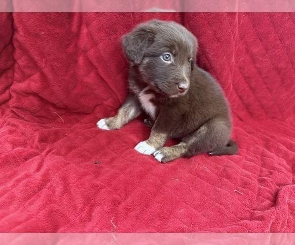 Medium Photo #67 Borador Puppy For Sale in MARION, VA, USA