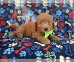 Small Photo #2 Goldendoodle (Miniature) Puppy For Sale in LAKELAND, FL, USA