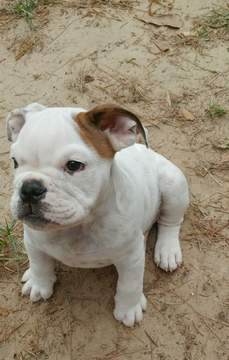 Medium Photo #1 English Bulldogge Puppy For Sale in SPRING, TX, USA