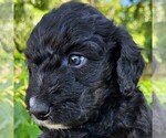 Small #1 F2 Aussiedoodle