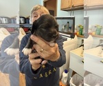 Small #1 Dachshund