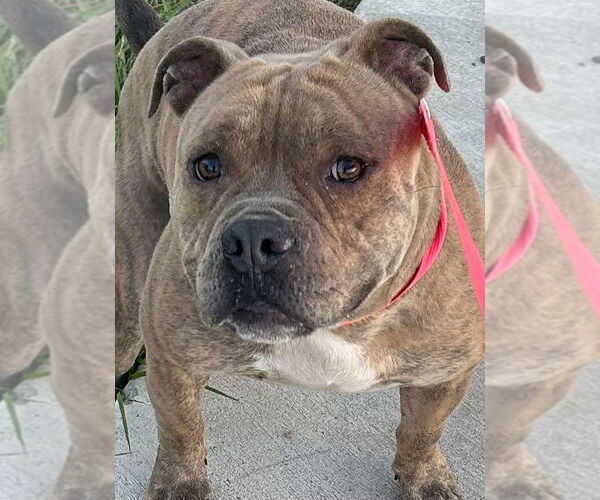 Medium Photo #7 American Pit Bull Terrier-Unknown Mix Puppy For Sale in Oakhurst, NJ, USA