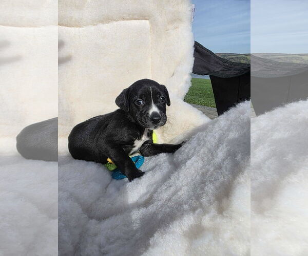 Medium Photo #2 Boxador Puppy For Sale in SHERBURNE, NY, USA