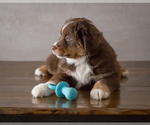 Small Photo #4 Australian Shepherd Puppy For Sale in SAUK RAPIDS, MN, USA