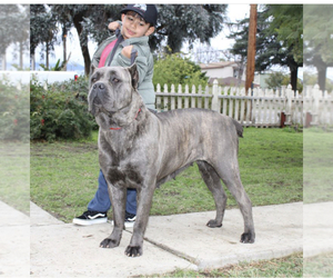 Mother of the Cane Corso puppies born on 02/16/2023