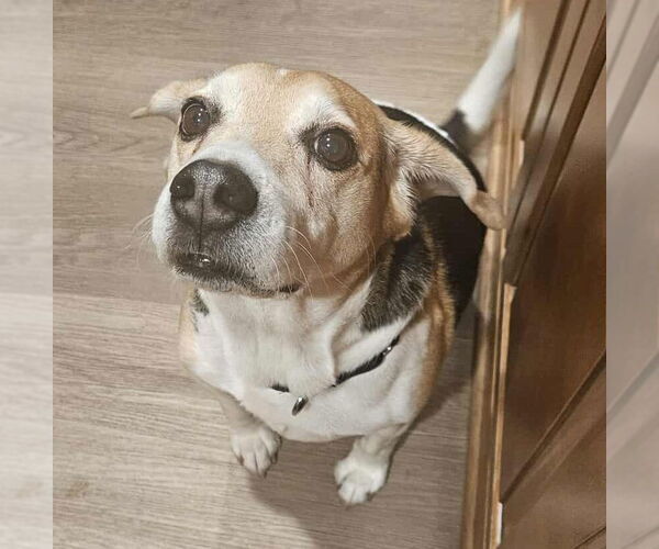 Medium Photo #4 Beagle-Unknown Mix Puppy For Sale in Farmington, MN, USA