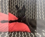 Puppy Paris Belgian Malinois