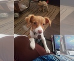 Small Photo #1 Chiranian Puppy For Sale in BIRMINGHAM, AL, USA