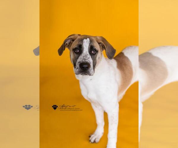 Medium Photo #9 Great Pyrenees-Unknown Mix Puppy For Sale in Rockwall, TX, USA