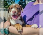 Small #3 American Staffordshire Terrier-Boston Terrier Mix