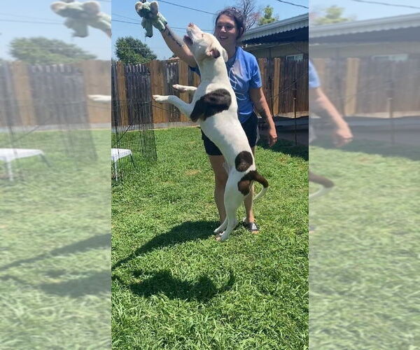Medium Photo #2 American Pit Bull Terrier-Unknown Mix Puppy For Sale in OKLAHOMA CITY, OK, USA