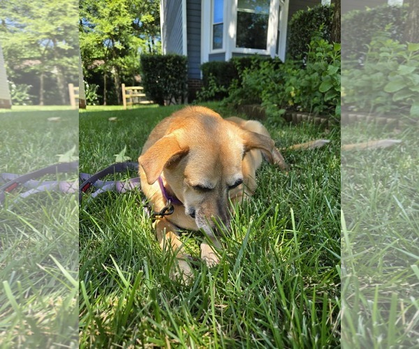 Medium Photo #2 Mutt Puppy For Sale in Greensboro, NC, USA