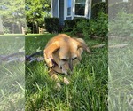 Small #1 Mutt