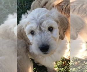Goldendoodle Puppy for sale in CICERO, IN, USA