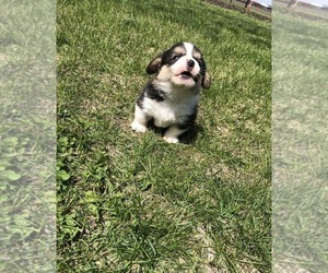 Pembroke Welsh Corgi Puppy for sale in ARTHUR, IL, USA