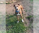 Small #9 Mutt
