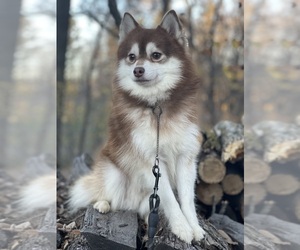 Father of the Pomsky puppies born on 07/15/2025