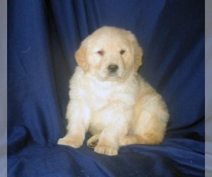 Golden Retriever Puppy for sale in SHILOH, OH, USA