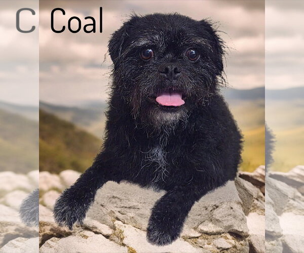 Medium Photo #2 Pugairn Puppy For Sale in Phelan, CA, USA