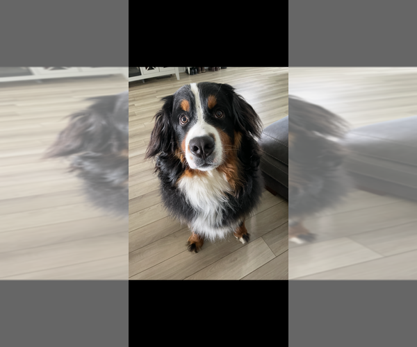 Medium Photo #1 Bernedoodle Puppy For Sale in BELMONT, NC, USA