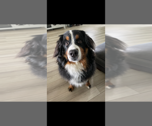 Father of the Bernedoodle puppies born on 06/10/2025