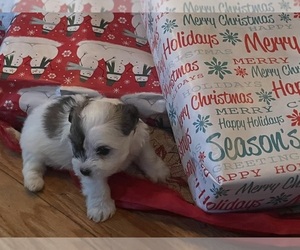 Shih Tzu Puppy for sale in NEWPORT NEWS, VA, USA