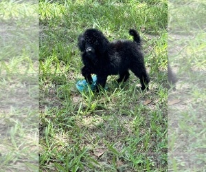 Poodle (Miniature) Puppy for sale in ARCADIA, FL, USA