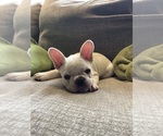 Small Photo #1 French Bulldog Puppy For Sale in BURTON, MI, USA