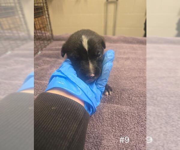 Medium Photo #1 German Shepherd Dog Puppy For Sale in Modesto, CA, USA