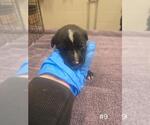 Small German Shepherd Dog