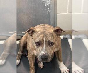 American Staffordshire Terrier-Unknown Mix Dogs for adoption in Grand Prairie, TX, USA