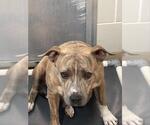 BEATRICE - Female American Staffordshire Terrier-Unknown Mix Dog for Adoption - Small photo