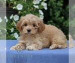 Small #2 Cavapoo