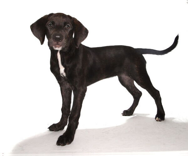 Medium Photo #2 Labrador Retriever Puppy For Sale in Oakland Park, FL, USA