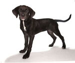 Small #1 Labrador Retriever