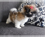 Small Photo #2 Shih Tzu Puppy For Sale in OSCEOLA, MO, USA