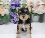 Small Photo #7 Yorkshire Terrier Puppy For Sale in LAS VEGAS, NV, USA