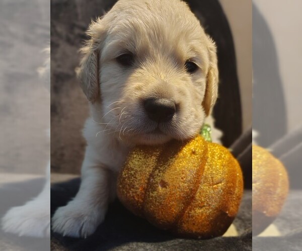 Medium Photo #15 Golden Retriever Puppy For Sale in MODESTO, CA, USA